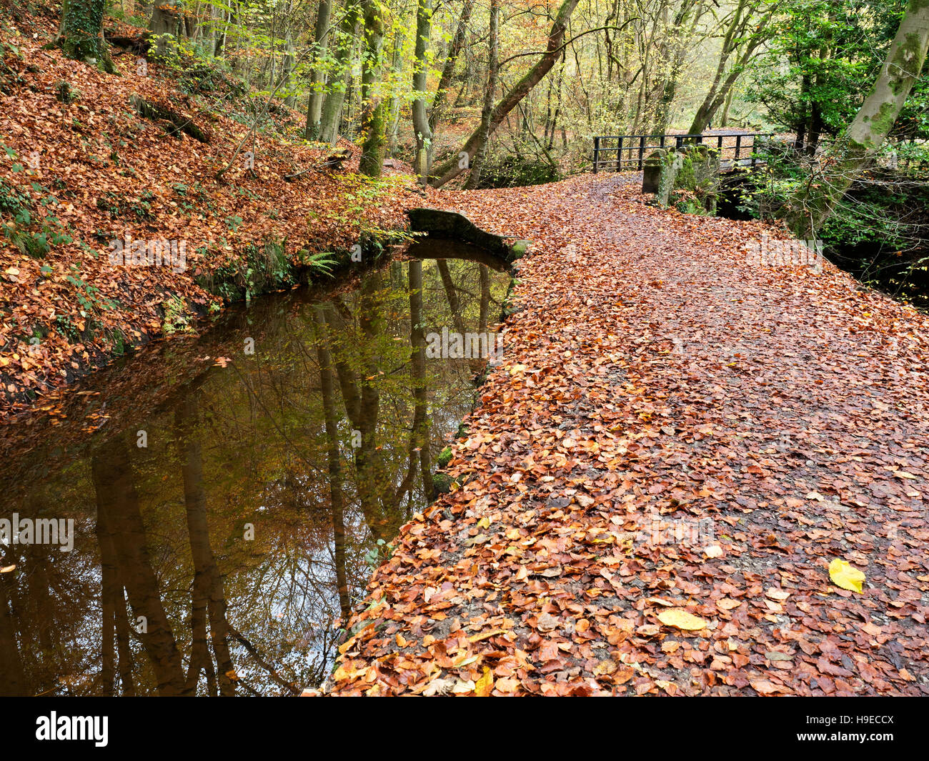 Fußgängerbrücke über Eller Beck in Skipton Schloß Wald im Herbst Skipton North Yorkshire England Stockfoto