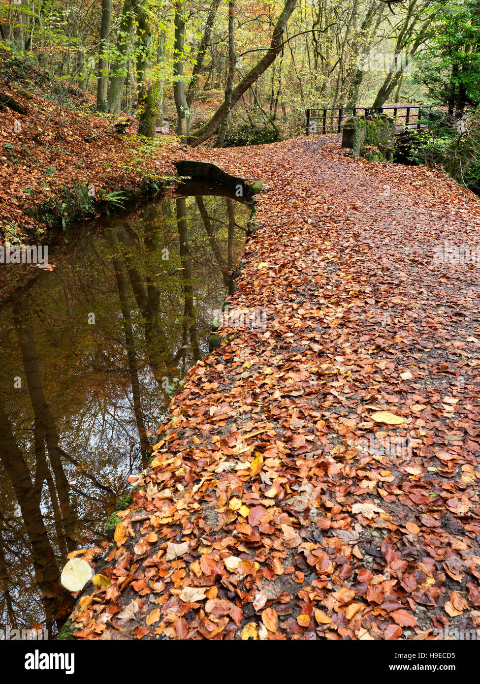 Fußgängerbrücke über Eller Beck in Skipton Schloß Wald im Herbst Skipton North Yorkshire England Stockfoto