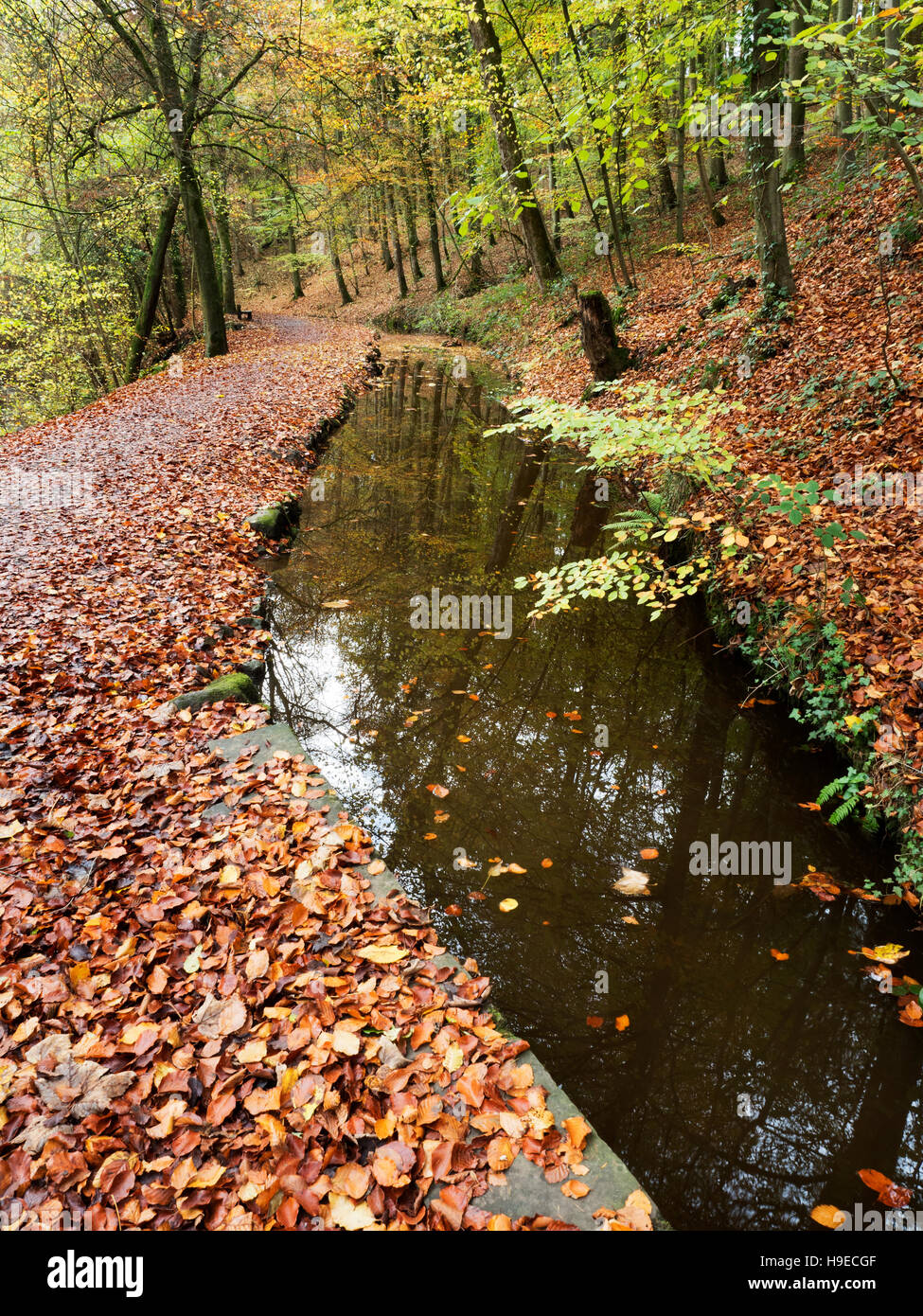 Reflexionen im Stillwasser in Skipton Schloß Wald im Herbst Skipton North Yorkshire England Stockfoto