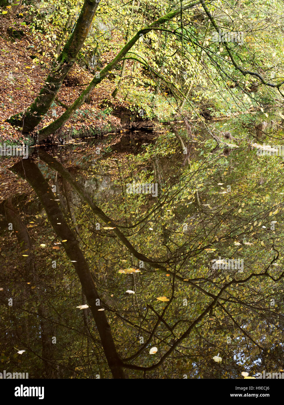 Herbst Reflexionen in langen Damm in Skipton Schloss Wald Skipton North Yorkshire England Stockfoto