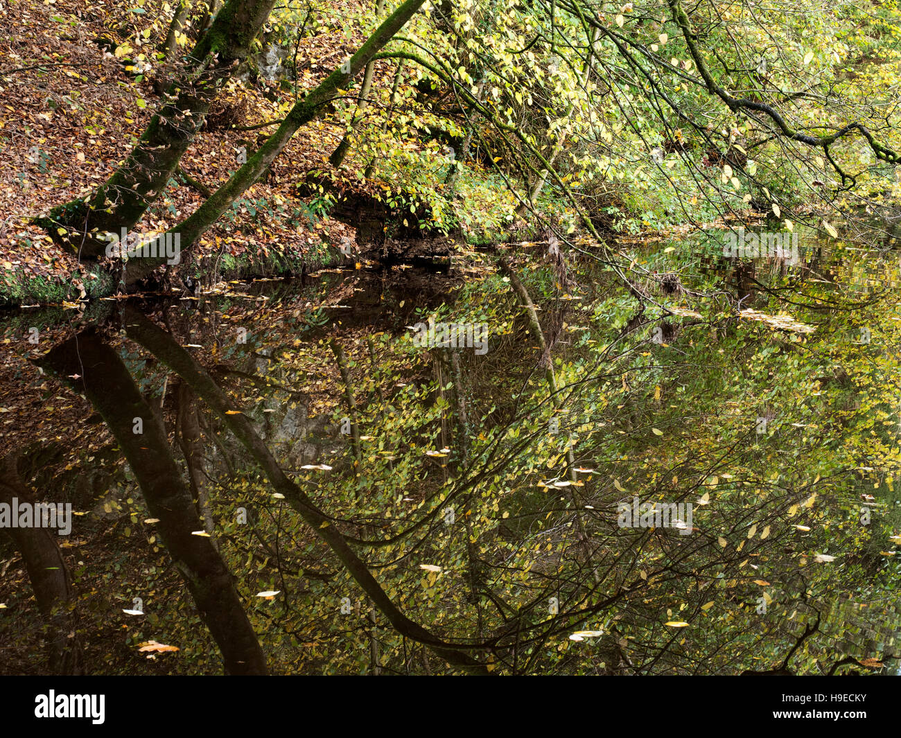 Reflexionen in langen Damm in Skipton Castle Woods im Herbst Skipton North Yorkshire England Stockfoto