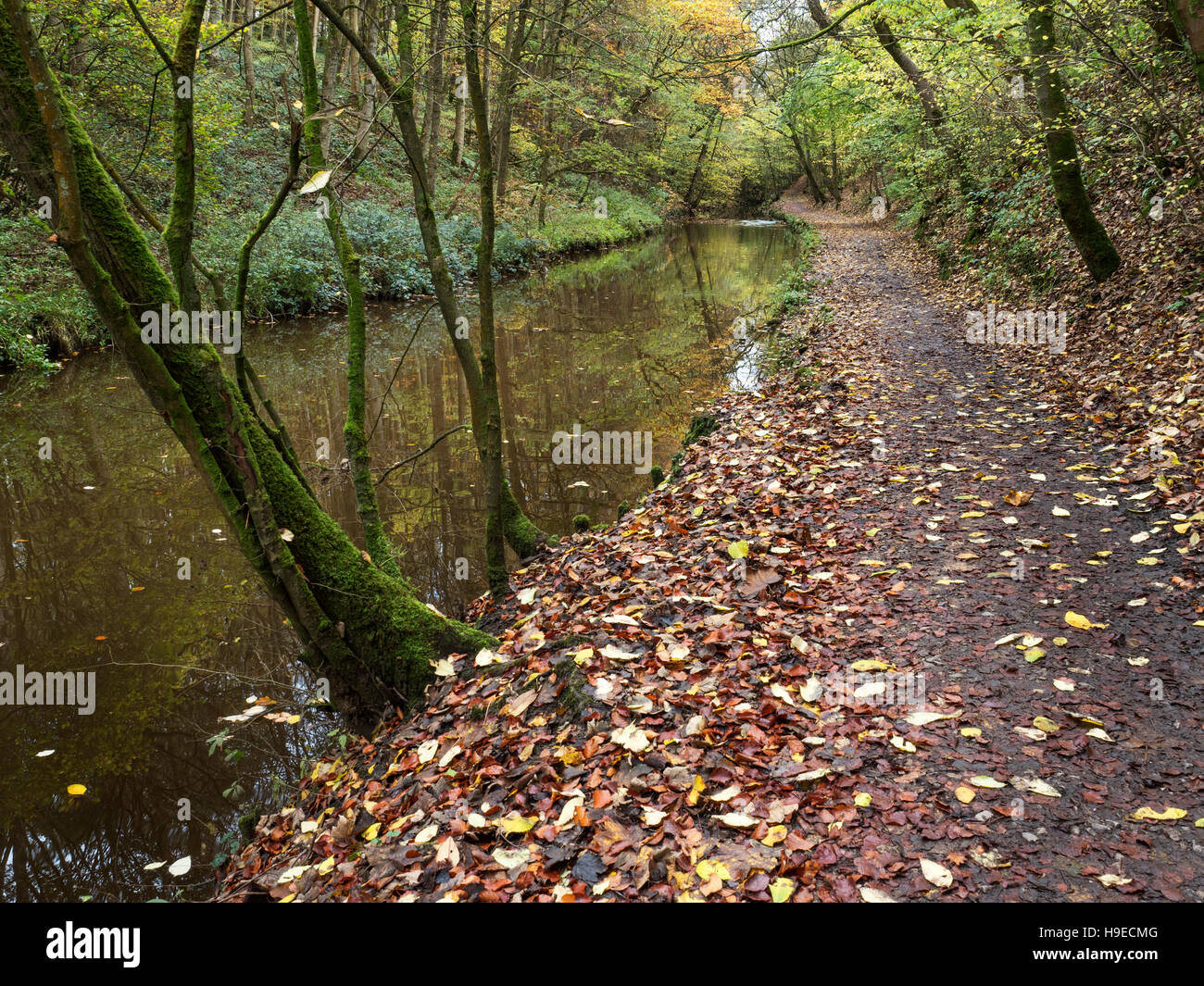 Fußweg von langen Damm in Skipton Schloß Wald im Herbst Skipton North Yorkshire England Stockfoto