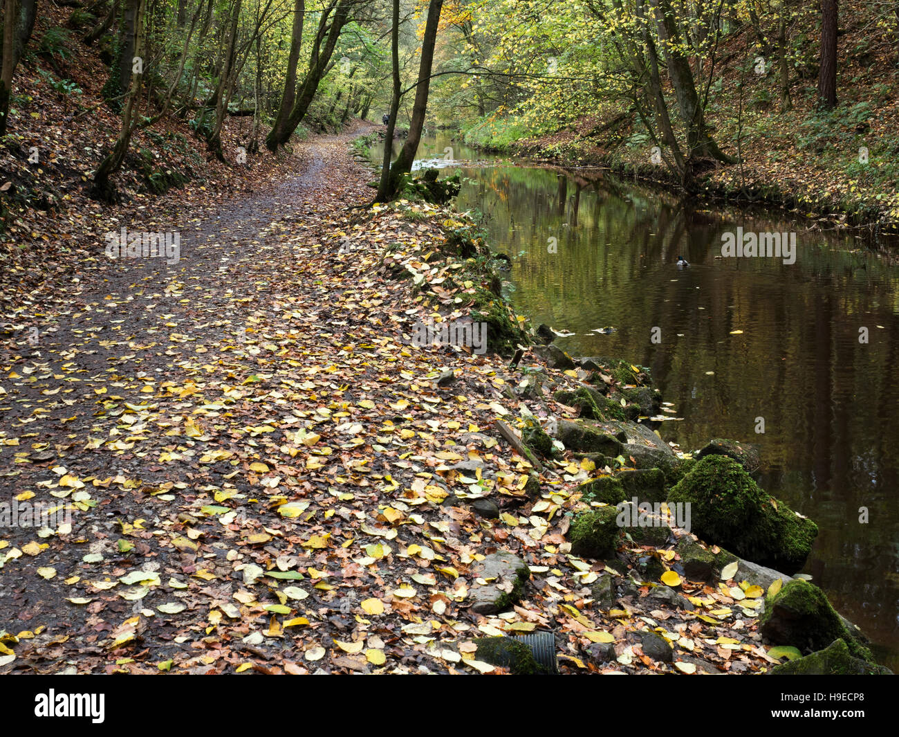 Fußweg von langen Damm in Skipton Schloß Wald im Herbst Skipton North Yorkshire England Stockfoto