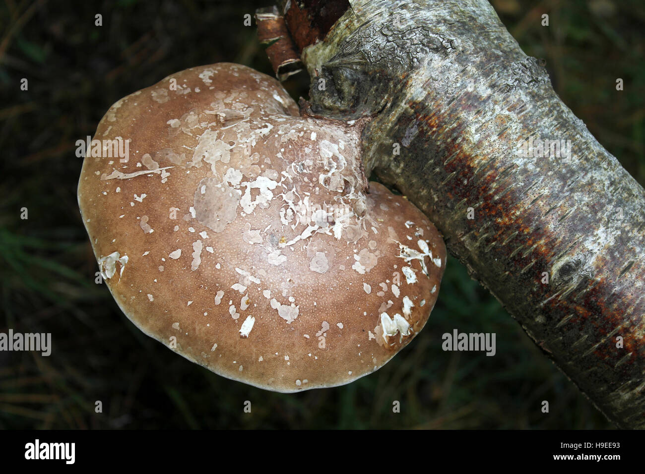 Birke Polypore Alias Rasiermesser Streichriemen Pilze Piptoporus betulinus Stockfoto