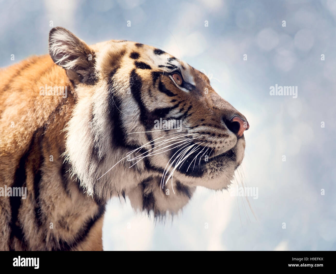 Bengal Tiger Porträt vor einem Himmel Stockfoto