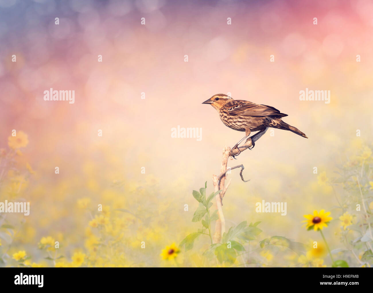 Braune Vogel sitzt auf einer Wiese mit Wildblumen Stockfoto