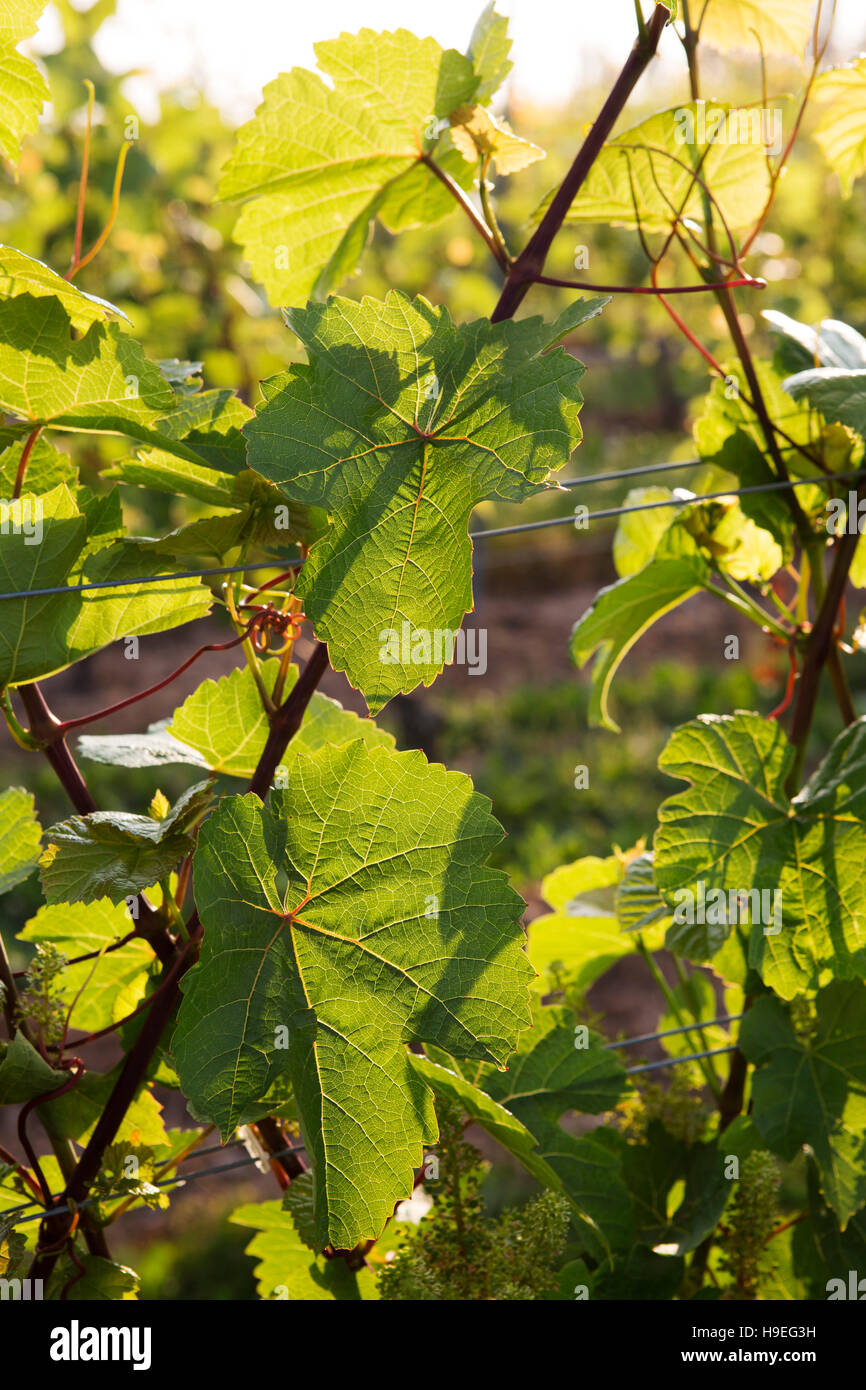 Die Domaine de Grand Pre-Weinberg in der Nähe von Wolfville, Nova Scotia, Kanada. Der Weinberg ist in Annapolis Valley. Stockfoto