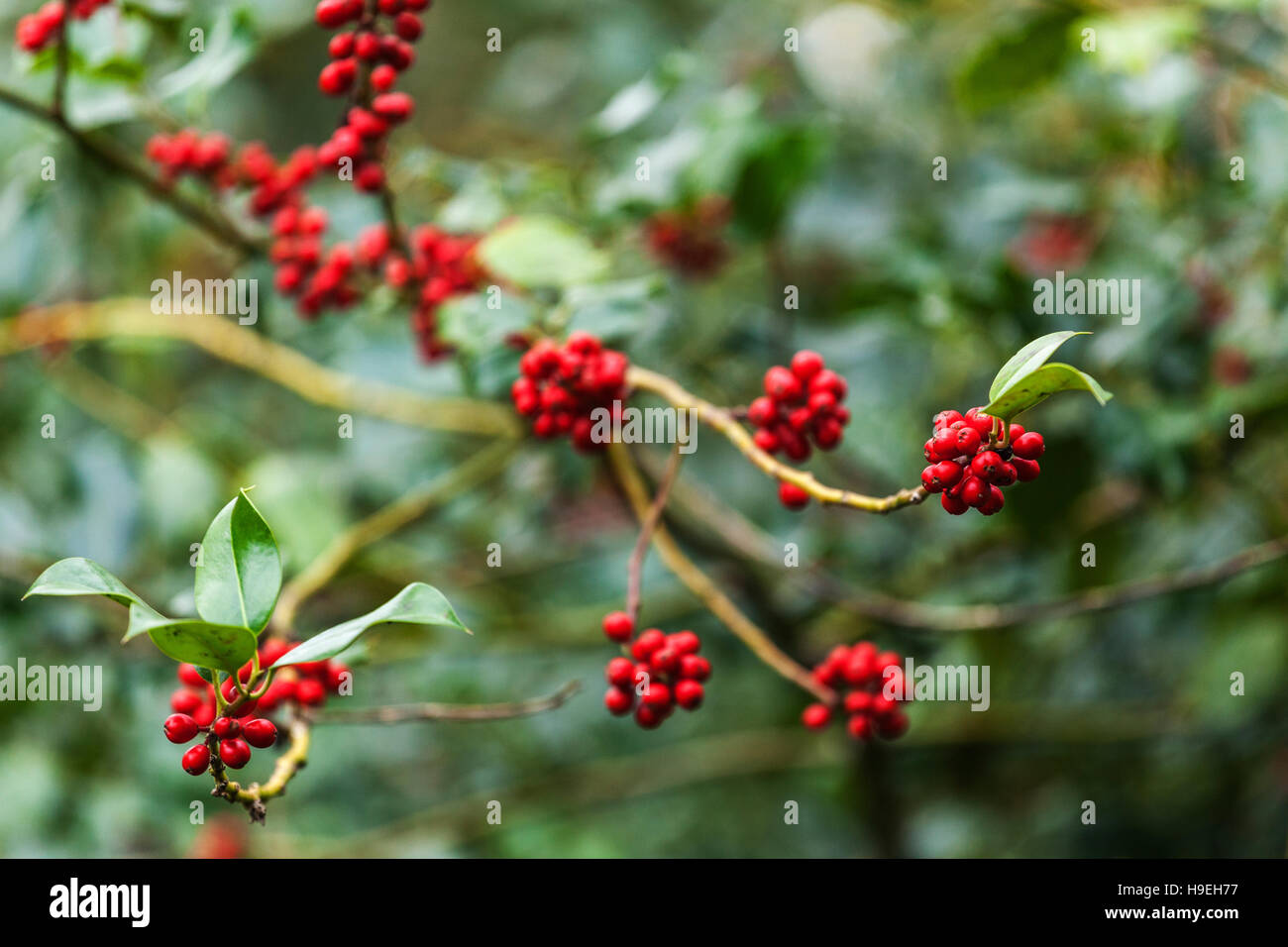 Holly Blätter und Beeren Stockfoto