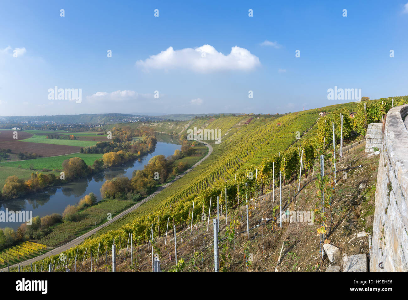 Weinberge am Fluss Neckar, Deutschland Stockfoto