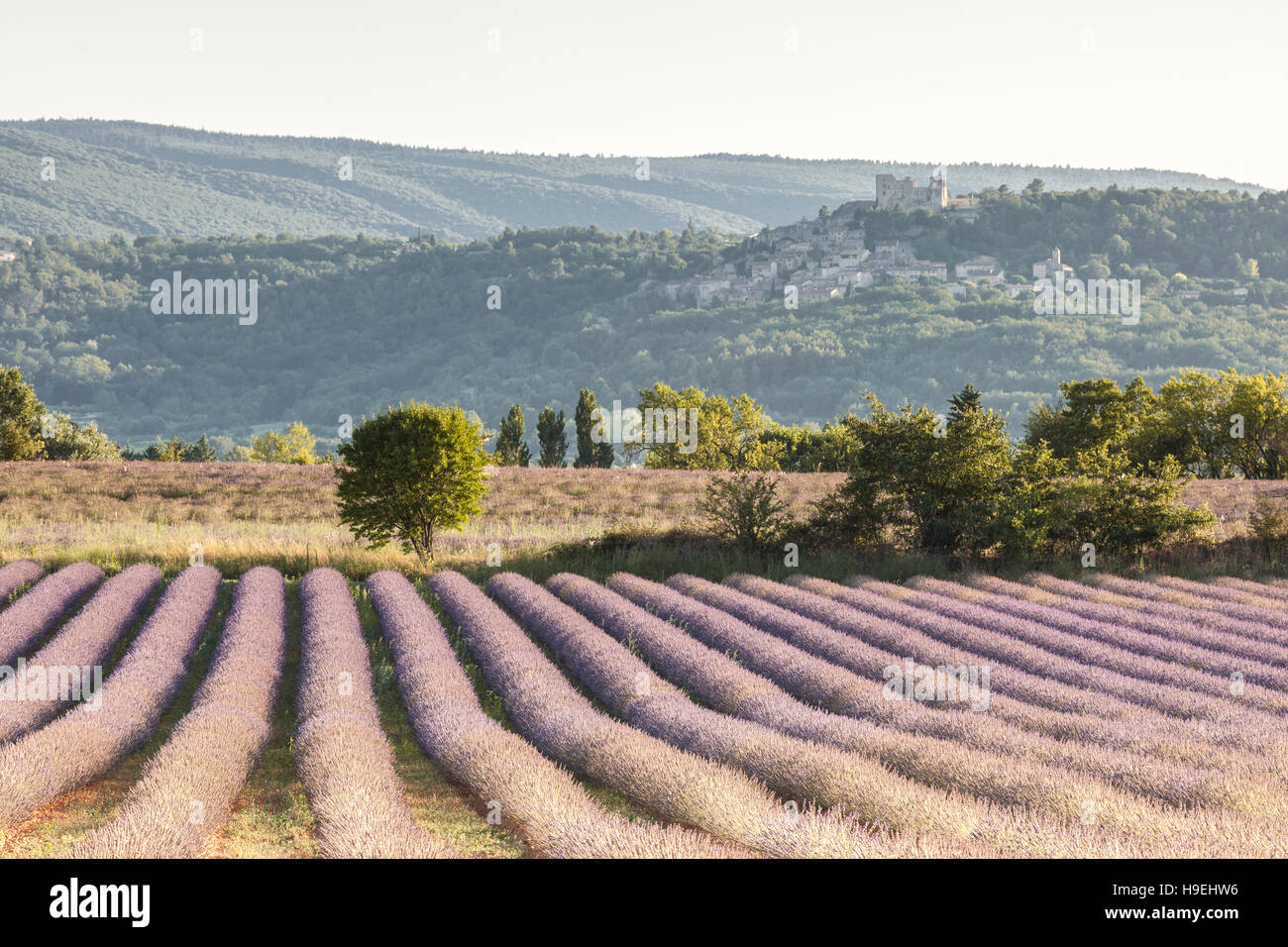 Ein einzelner Baum steht am Ende ein Lavendelfeld in der Provence. Stockfoto