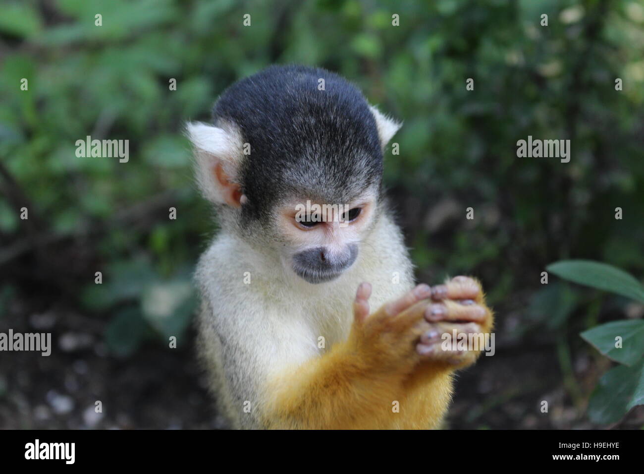eine Eichhörnchen-Affe starrt auf seine Hände Stockfoto
