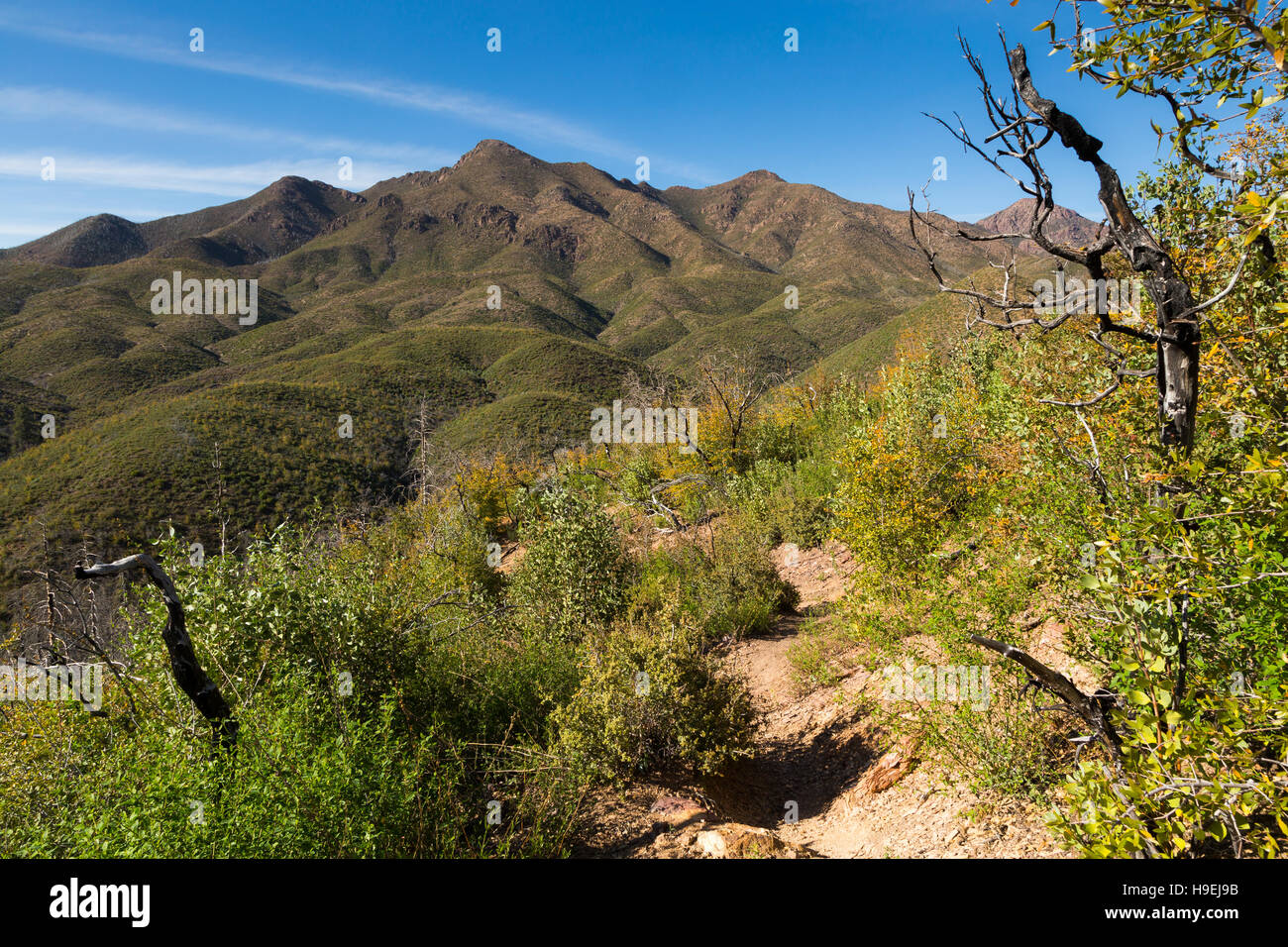 Sheep Mountain in den Mazatzal Bergen erhebt sich über dem Arizona-Trail und dem jungen Eichenwald. Mazatzal Wildnis, Arizona Stockfoto