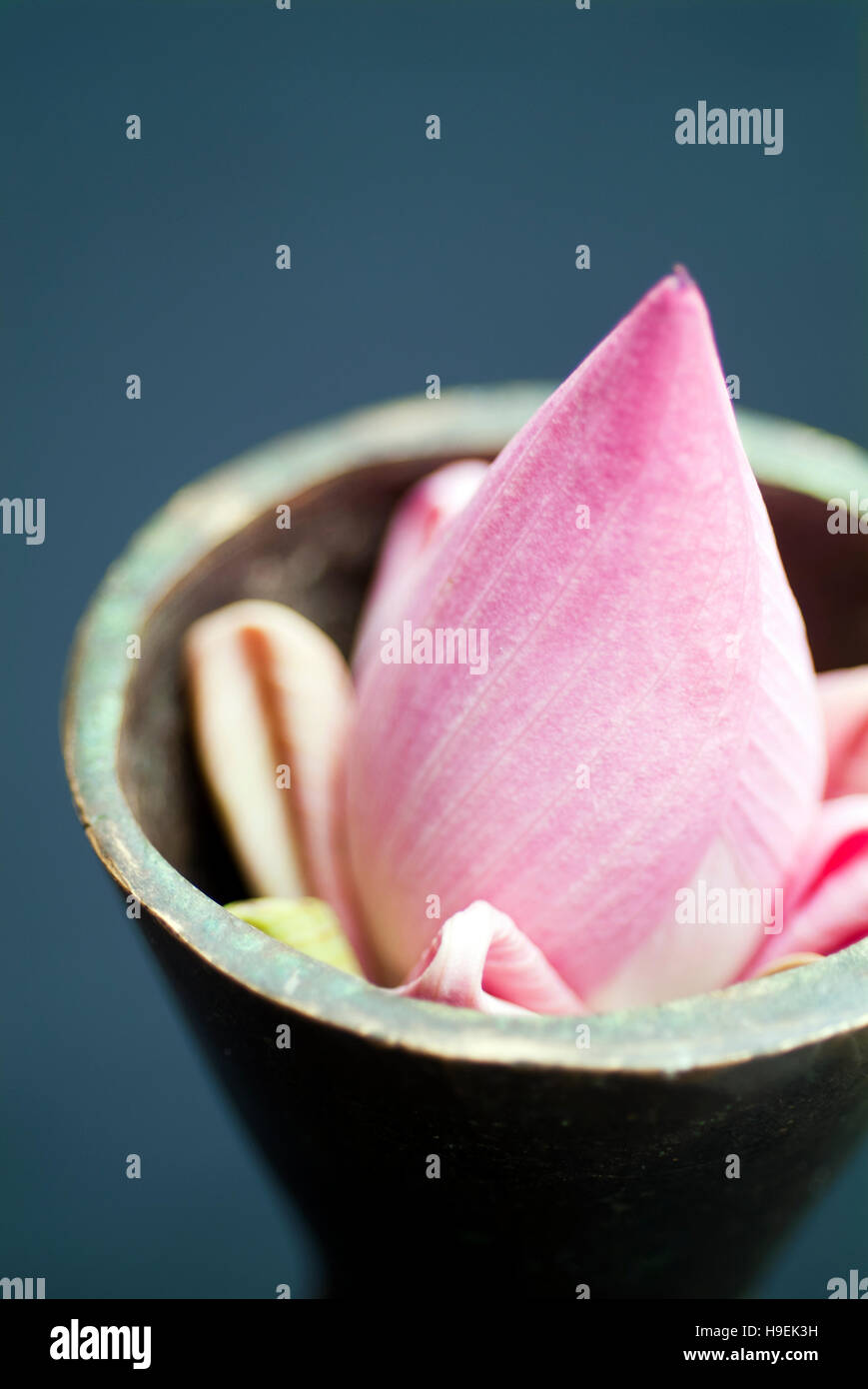 Eine geschlossene Lotus Flower mit gefalteten Blütenblätter. Lotus sind eng mit dem Buddhismus und ein Symbol der Reinheit. Kambodscha. Stockfoto