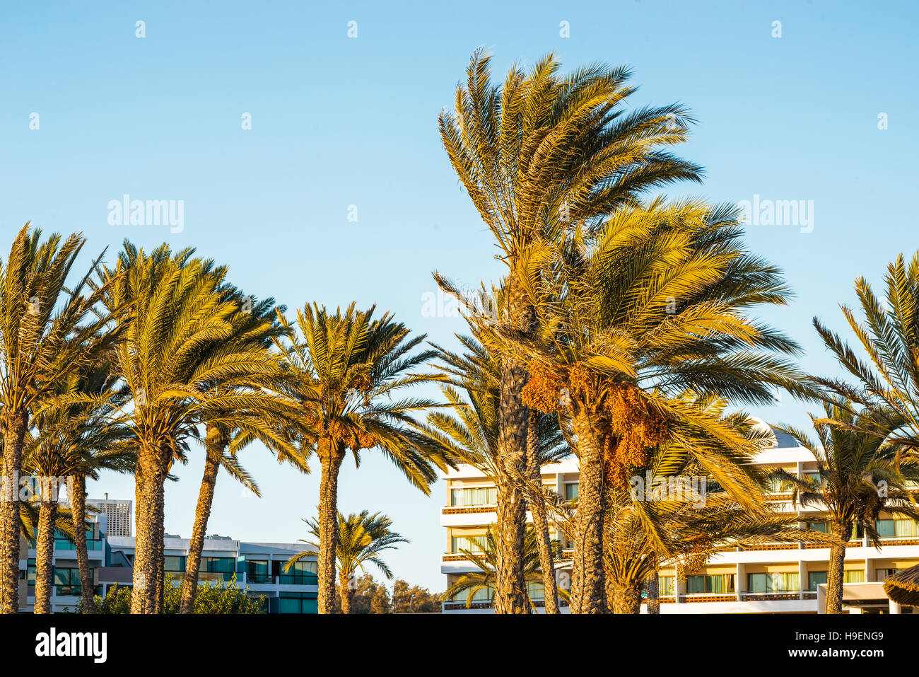 Palmen am Ufer des Mittelmeers. Stockfoto
