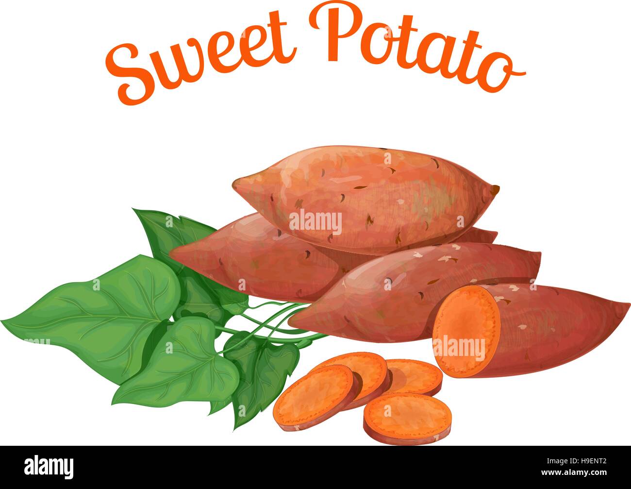 Süßkartoffel. Vektor-Illustration in einem realistischen Stil, auf einem weißen backgrou.nd gemacht Stock Vektor