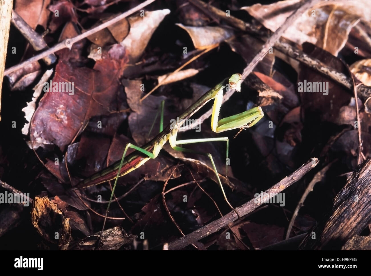 Grün braun Mantis. Phansad Wildlife Sanctuary, Maharashtra, Indien. Stockfoto