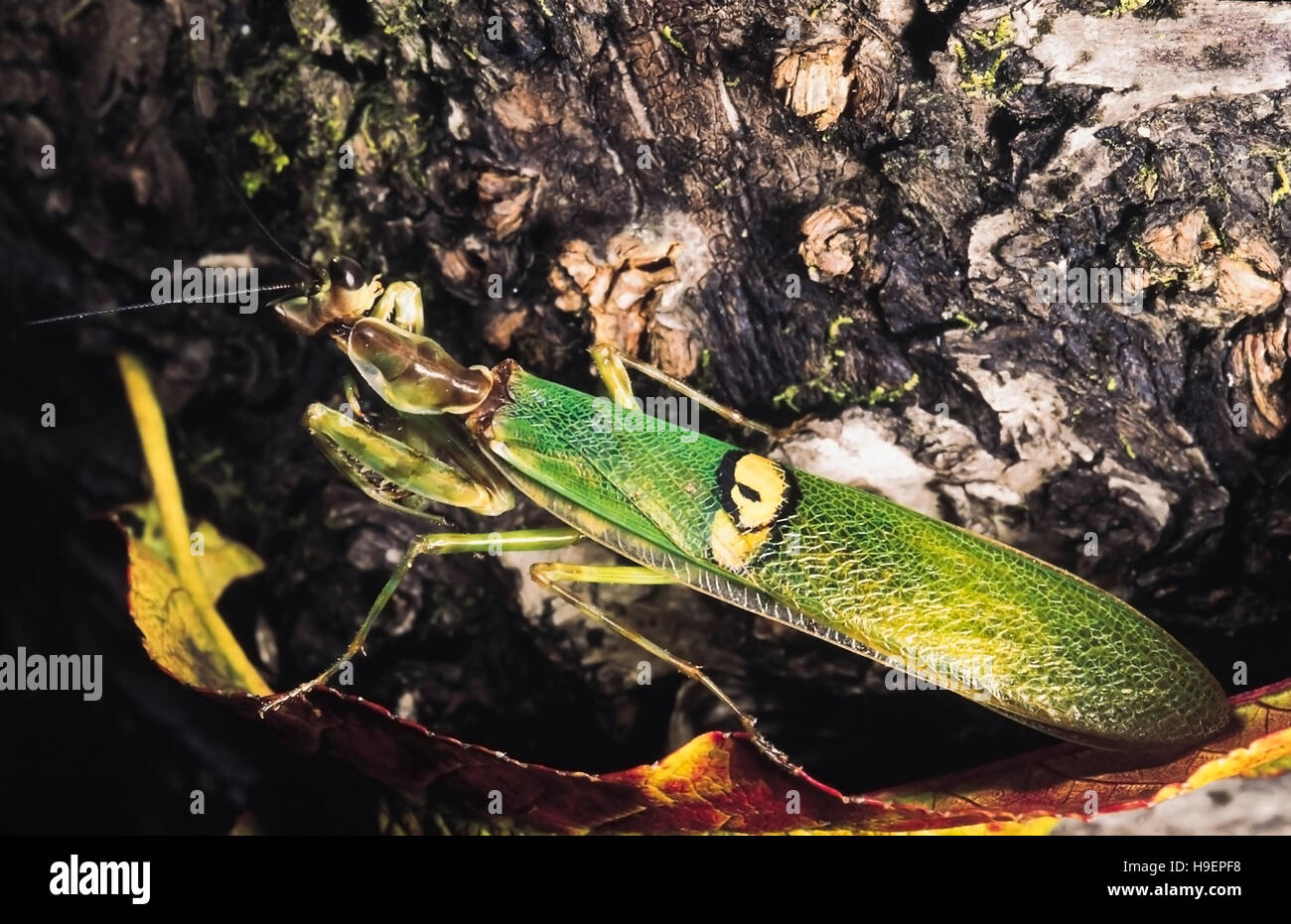 Gottesanbeterin. Creobroter Arten. Changlang District, Arunachal Pradesh, Indien. Stockfoto