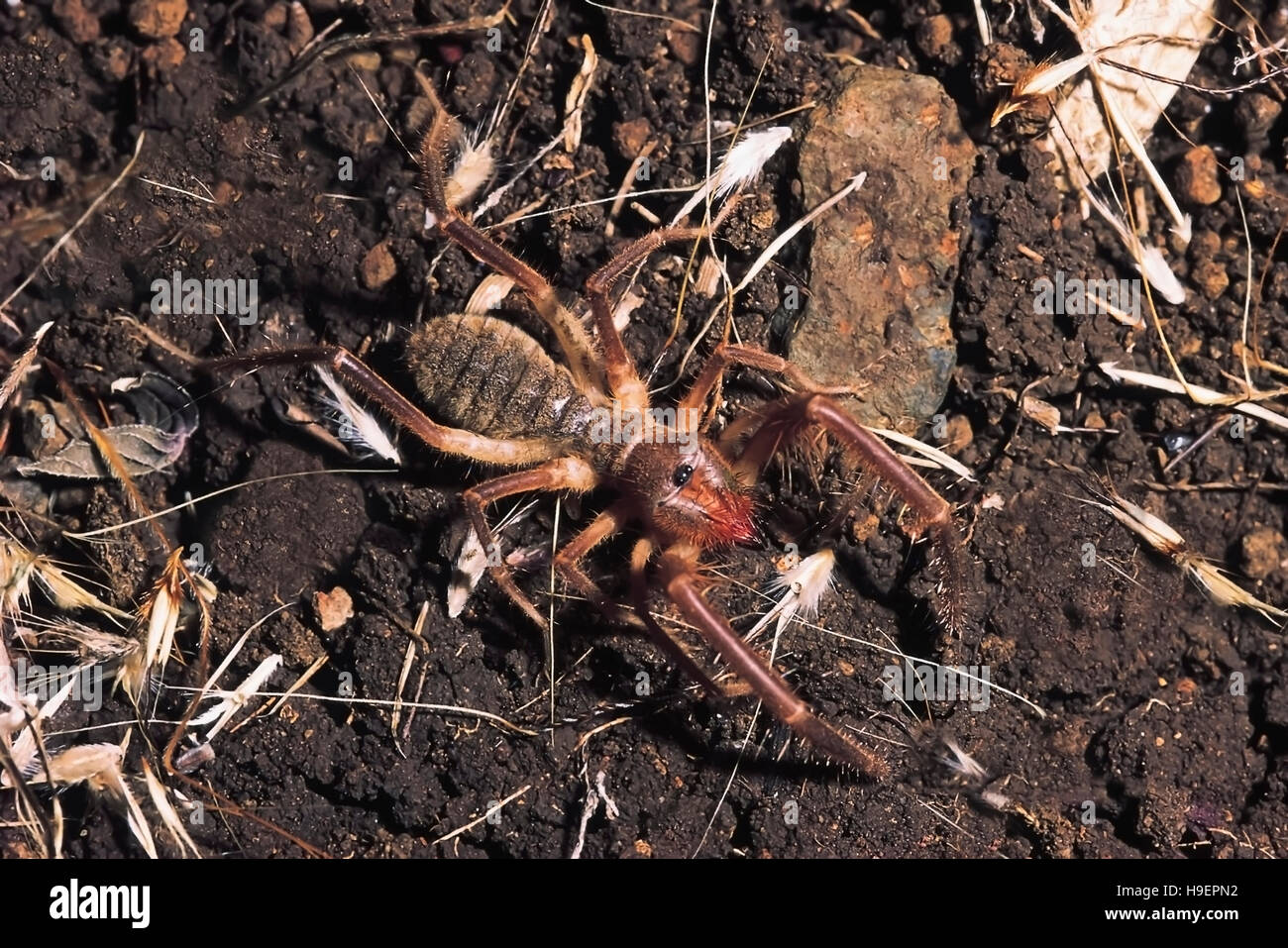 Solifuge. Galeodes Arten. District Pune, Maharashtra, Indien. Stockfoto