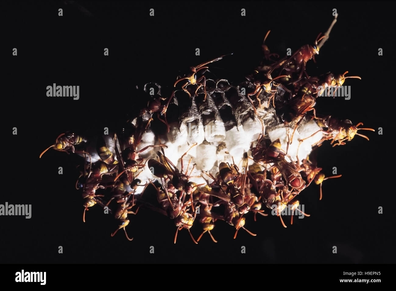 Papier-Wespe Bienenstock. District Pune, Maharashtra, Indien. Stockfoto