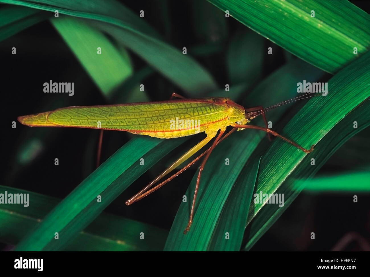 Grüne lange – gehörnte Grasshopper. Arunachal Pradesh, Indien. Stockfoto