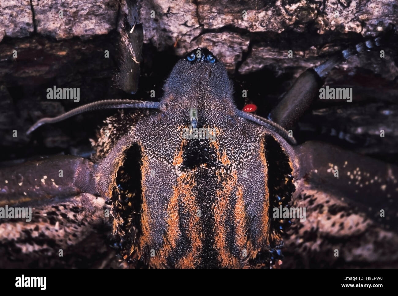 Marmorierte Motte mit Mite. Arunachal Pradesh, Indien. Stockfoto