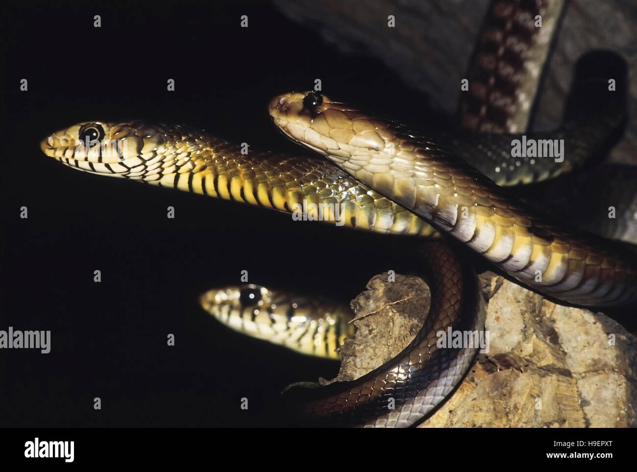 Eine Kobra (Naja Naja), zwei Dhamans (Coluber Mucosus). Die Dhamans haben schwarze Linien trennen ihre Lippe-Skalen, die Cobra nicht. Kobras sind giftig, Stockfoto