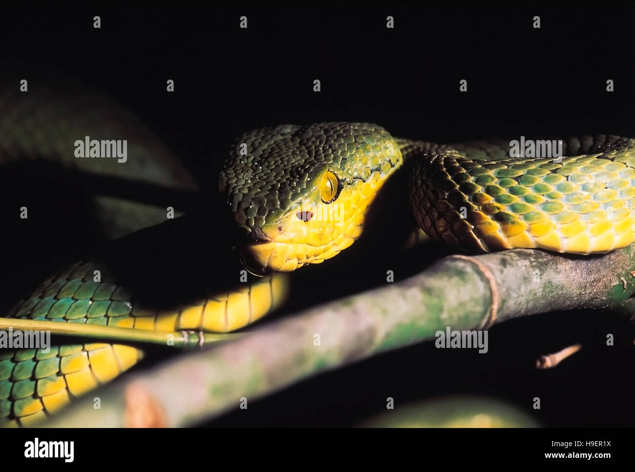 Trimeresurus Gramineus. Bambus-Grubenotter. Diese Viper haben sensorische Gruben vor den Augen erhitzen. Giftige. Katraj Snake Park, Pune, Maharashtra, In Stockfoto