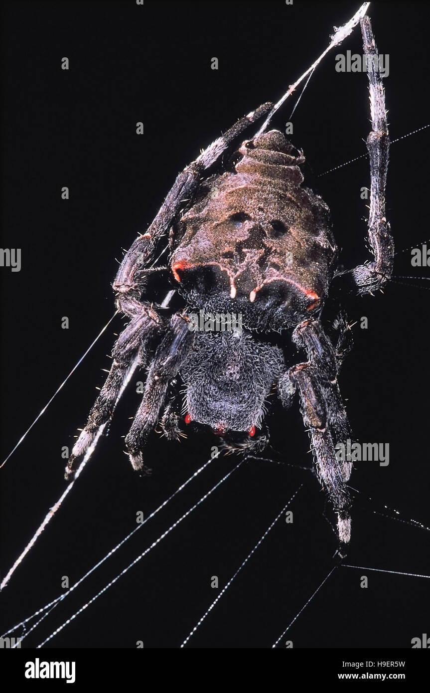 Phoenix-Spinne ein Netz weben. Castle Rock, Karnataka, Indien. Stockfoto