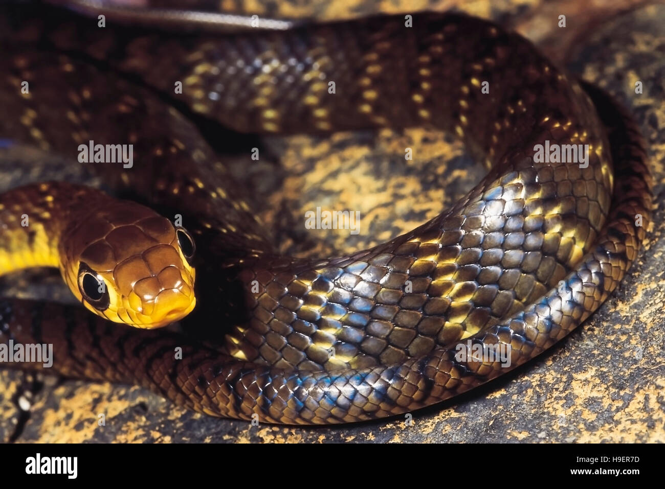 Coluber Mucosus. Dhaman/Ratte Schlange. Nicht giftig. Bhimashankar Heiligtum, Maharashtra, Indien. Stockfoto