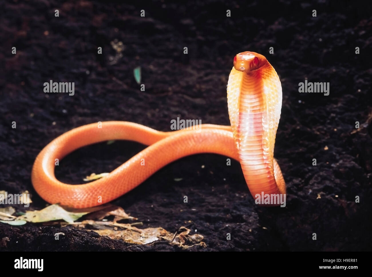 Naja Naja. Albino-Cobra. Giftige. Katraj Snake Park, Pune, Maharashtra, Indien. Stockfoto