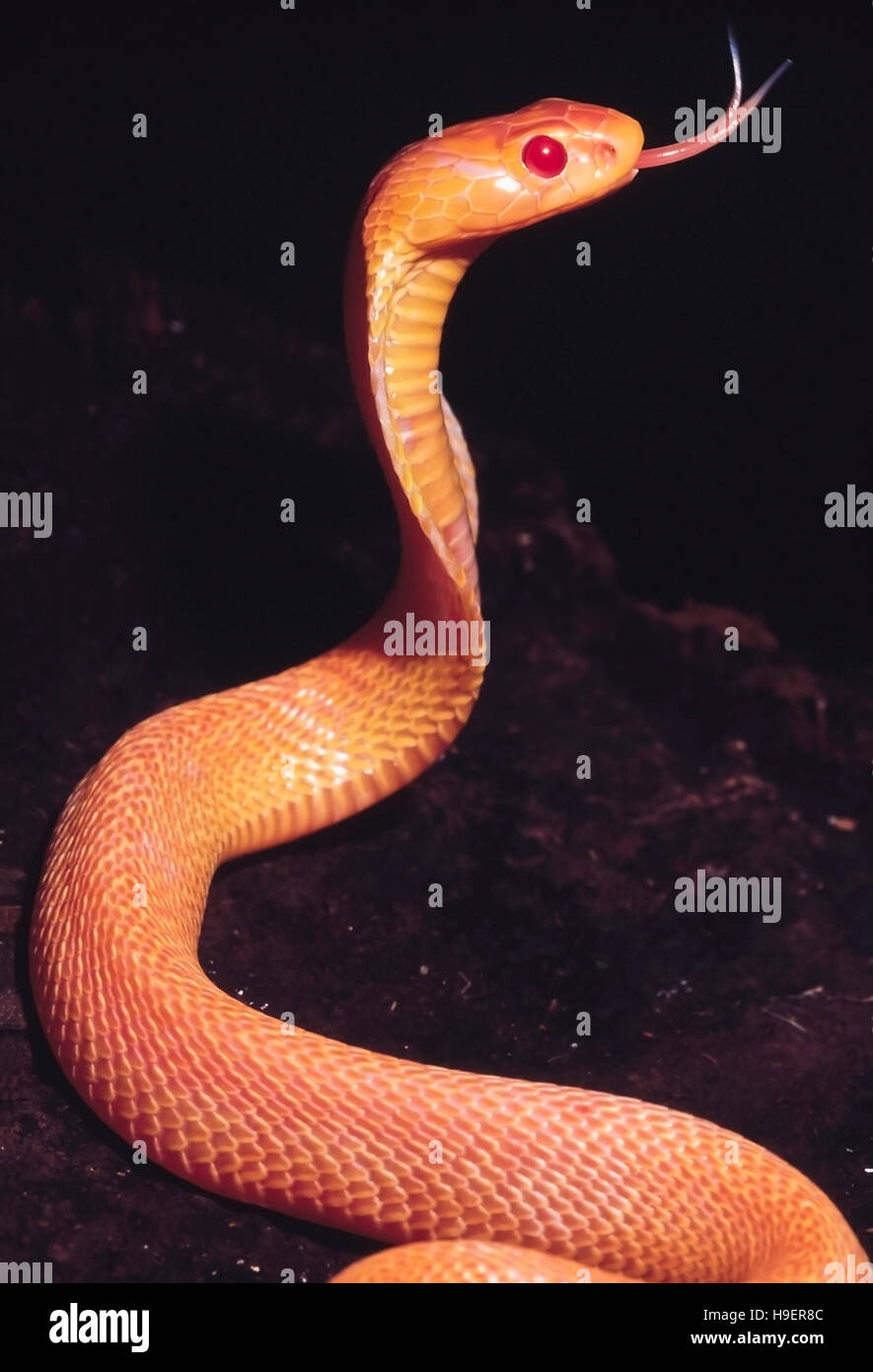 Naja Naja. Albino-Cobra. Giftige. Katraj Snake Park, Pune, Maharashtra, Indien. Stockfoto
