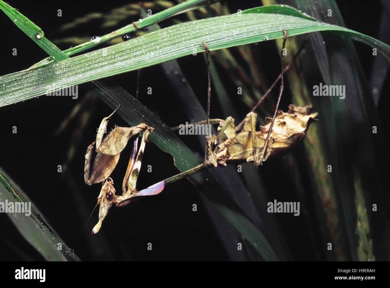 Gongylus Gongyloides. Orchideen-Mantis. Maharashtra, Indien. Stockfoto