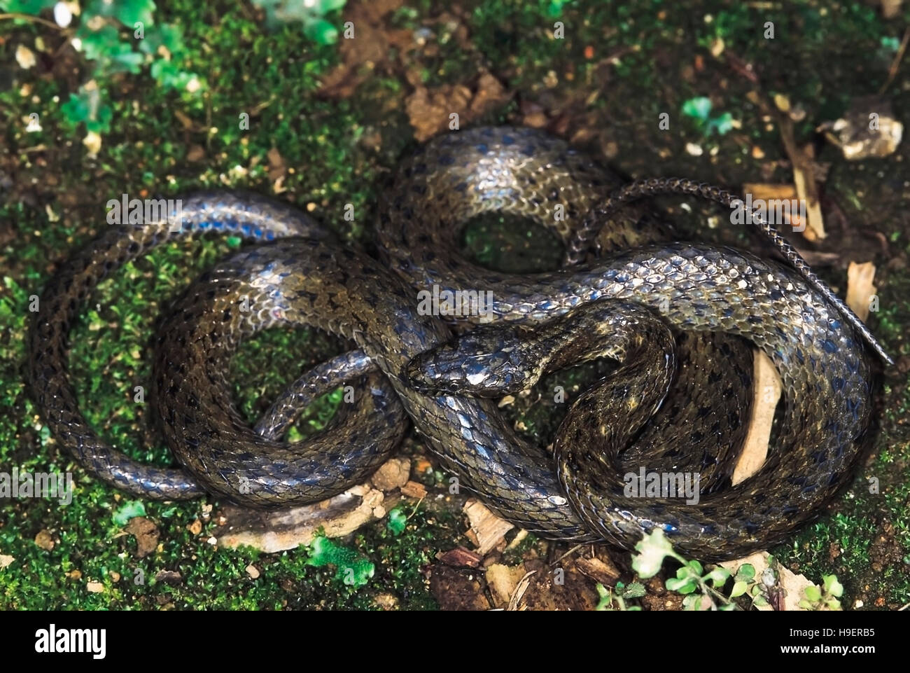 Venning des Keelback. Nicht giftig. Nur selten zur Verfügung. Eines der wenigen Bilder der Gattung in Existenz. Arunachal Pradesh, Indien. Stockfoto
