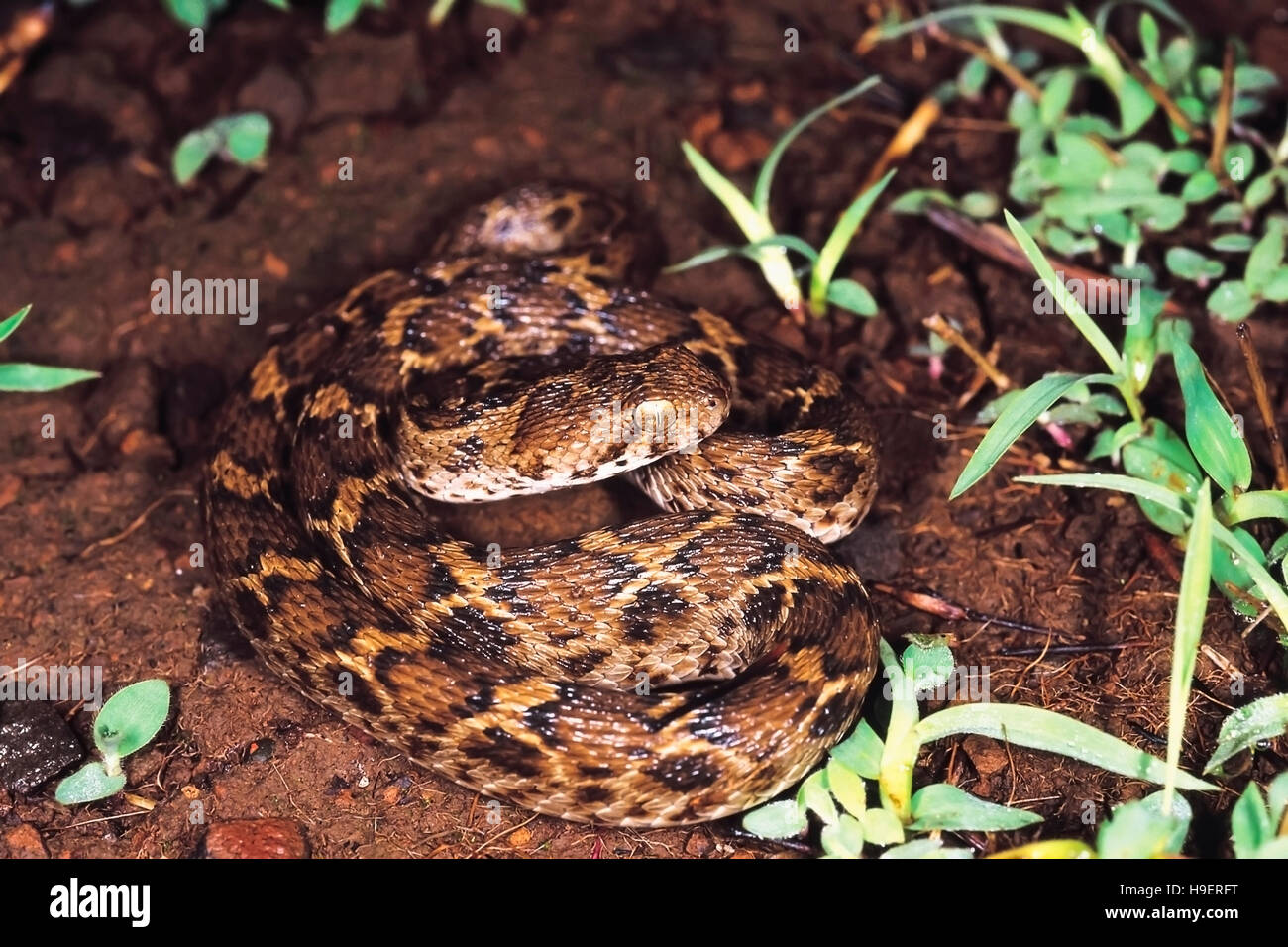 Skalierte Viper sah. ECHIS Carinatus. Giftige. Stockfoto