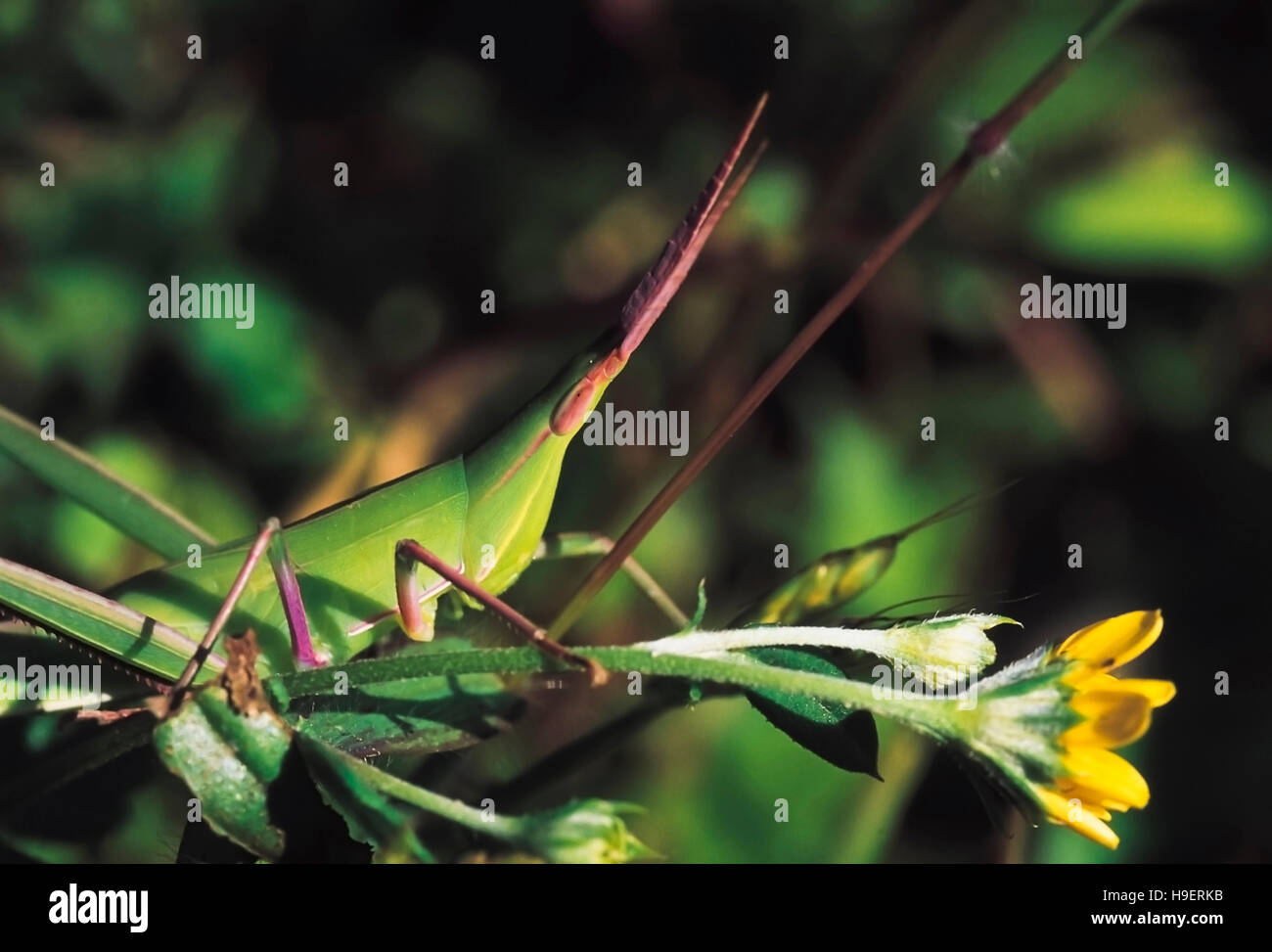 Grasshopper, sitzt auf einer Blume. Ufer des Valvan Sees, Maharashtra, Indien. Stockfoto