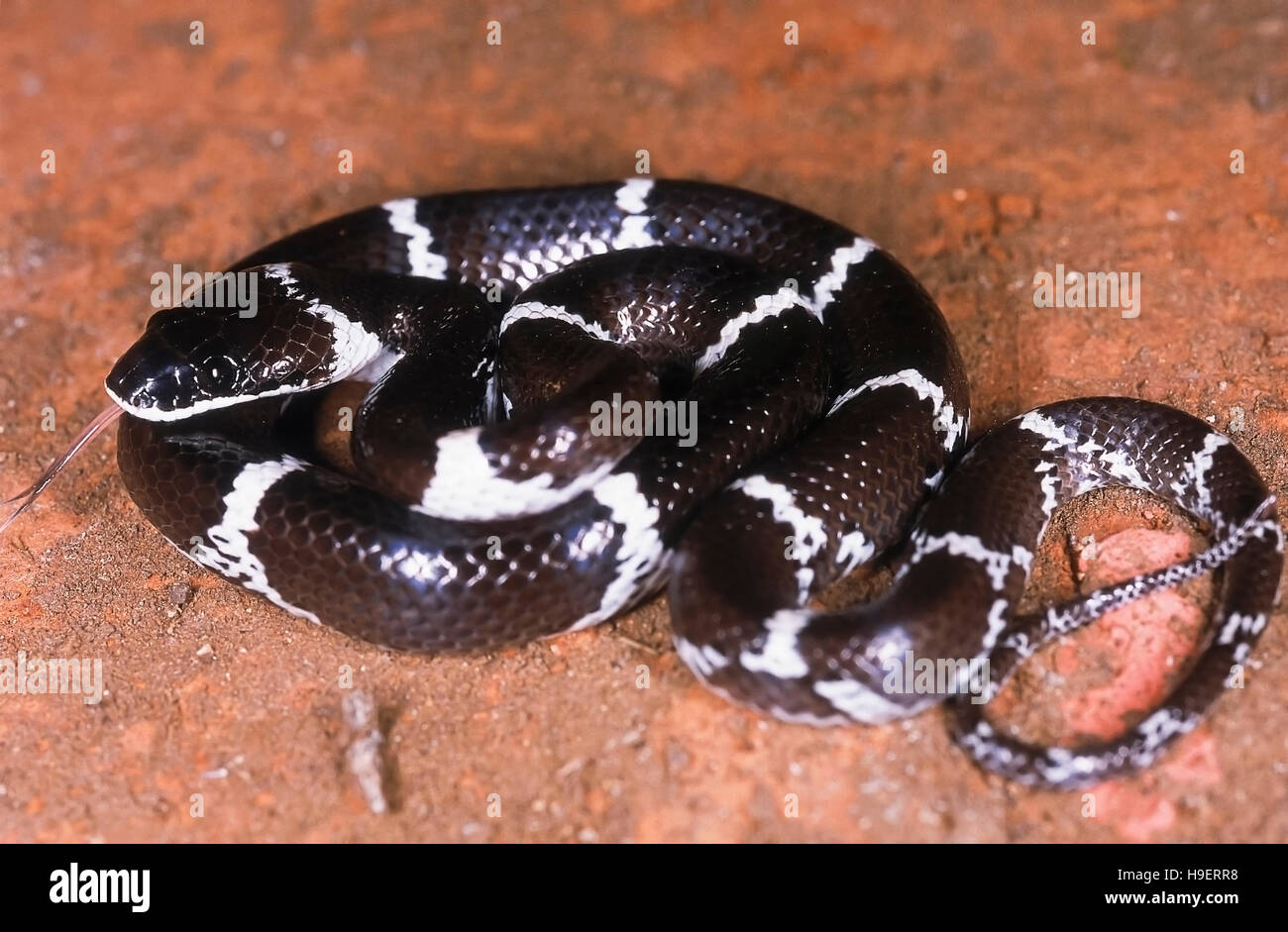 Lycodon c. F. Striatus WOLF Schlange. Nicht giftig. Foto des Individuums, das Lycodon Striatus ähnelt; von Molem, Goa, Indien. Oft mi Stockfoto