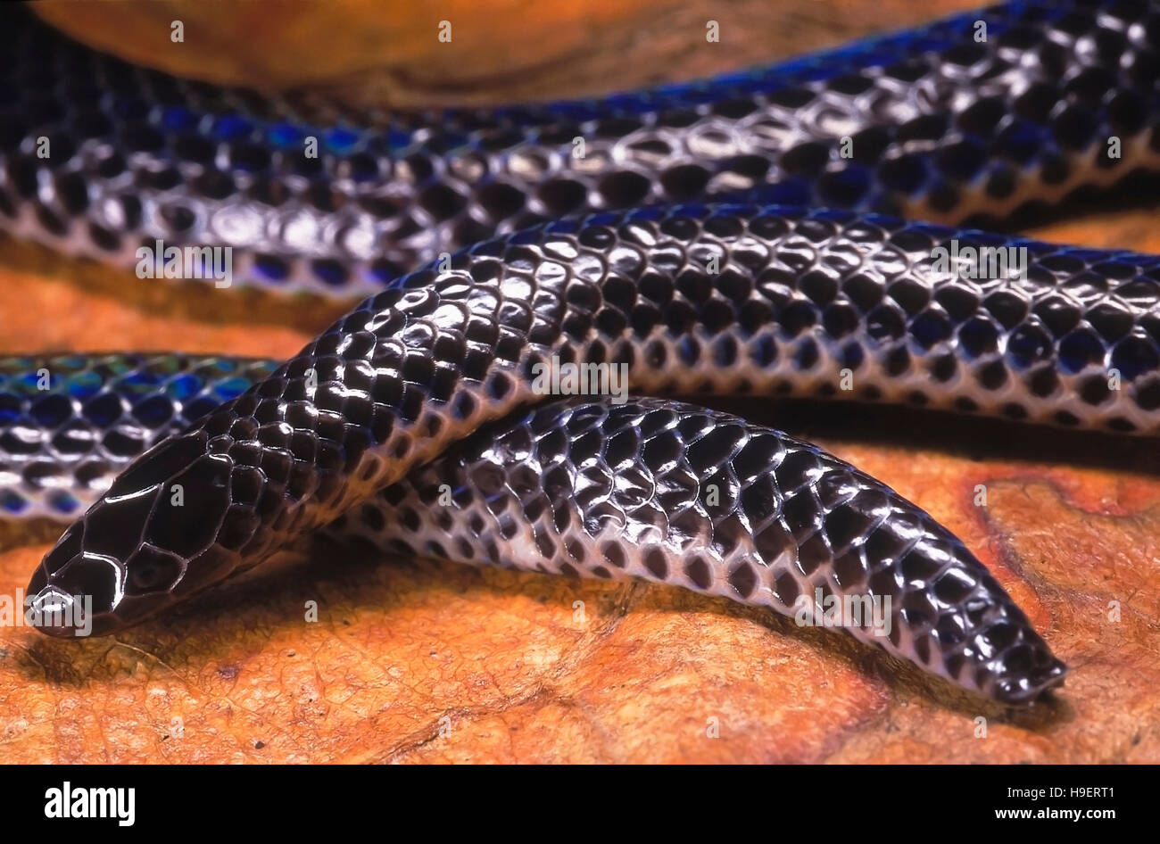 Melanophidium Punctatum PIED - Bauch SHIELDTAIL. DETAIL - KOPF & TAIL. SEHR SELTEN. Nicht giftig. Diese seltenen, endemischen, fossorial Schlange ist aus ein paar weiß Stockfoto