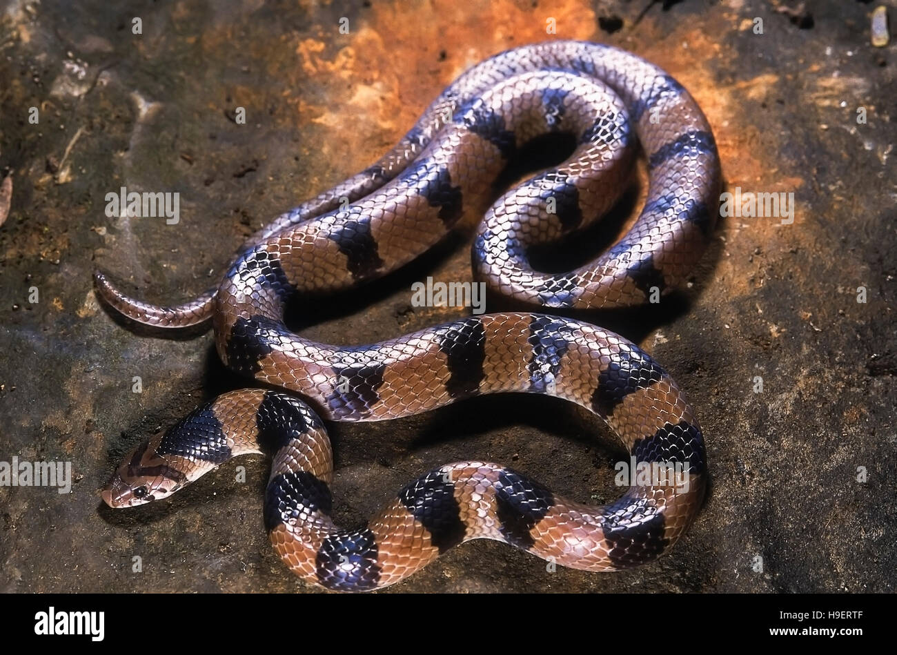 Oligodon Arnensis gemeinsame indische KUKRI Schlange. Nicht giftig. Erwachsenen. Fotografiert in Pune (Poona Bezirk =) Maharashtra, Indien. Stockfoto