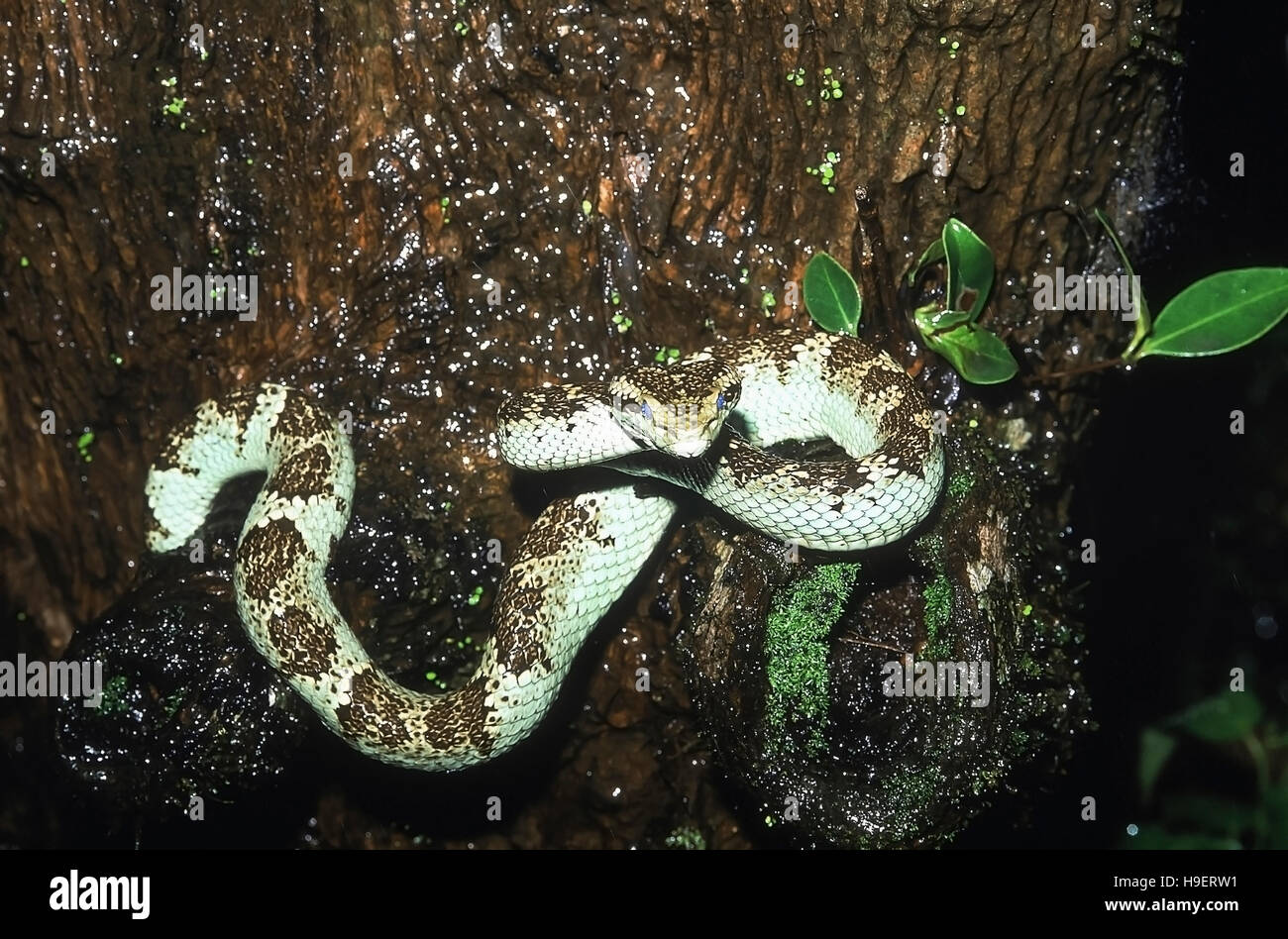 Trimeresurus Malabaricus MALABAR GRUBENOTTER. Giftige. Voller Körper überwiegend Jadegrün einzelner. Beachten Sie Blaustich auf Augen - eine Bedingung gesehen pr Stockfoto