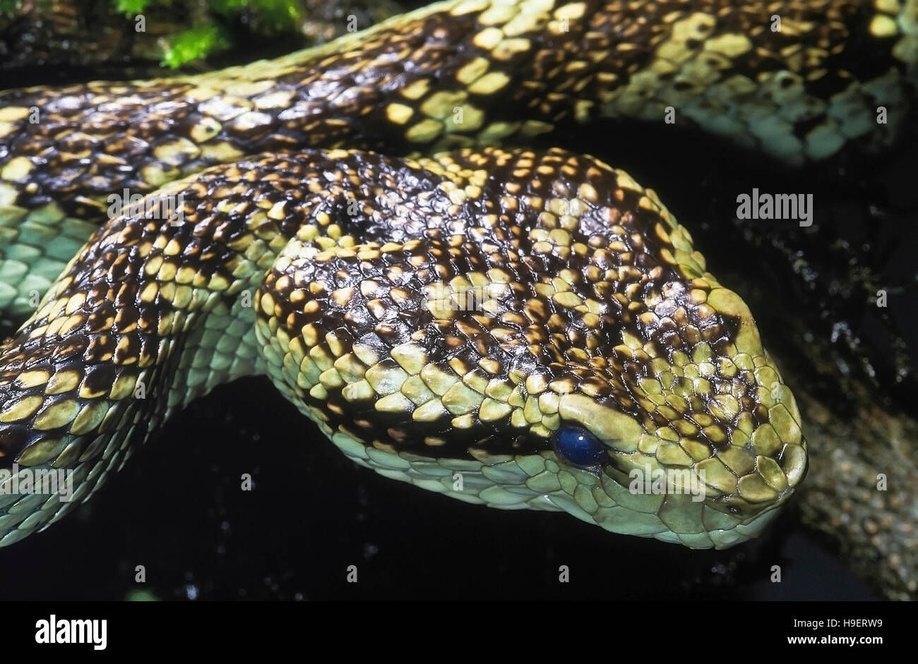 Trimeresurus Malabaricus MALABAR GRUBENOTTER. Giftige. Dorsal-Lateral Aspekt - Kopf überwiegend jade grün einzelner. In Amboli, Maha fotografiert Stockfoto