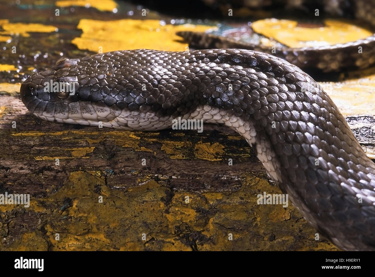 Cerberus Rhynchops DOG-FACED WASSERSCHLANGE. ANSICHT VON LINKS DER KOPF. Zeigt Schlingen. Fotografiert in der Nähe von Mumbai (Bombay), Maharashtra, Indien. Stockfoto