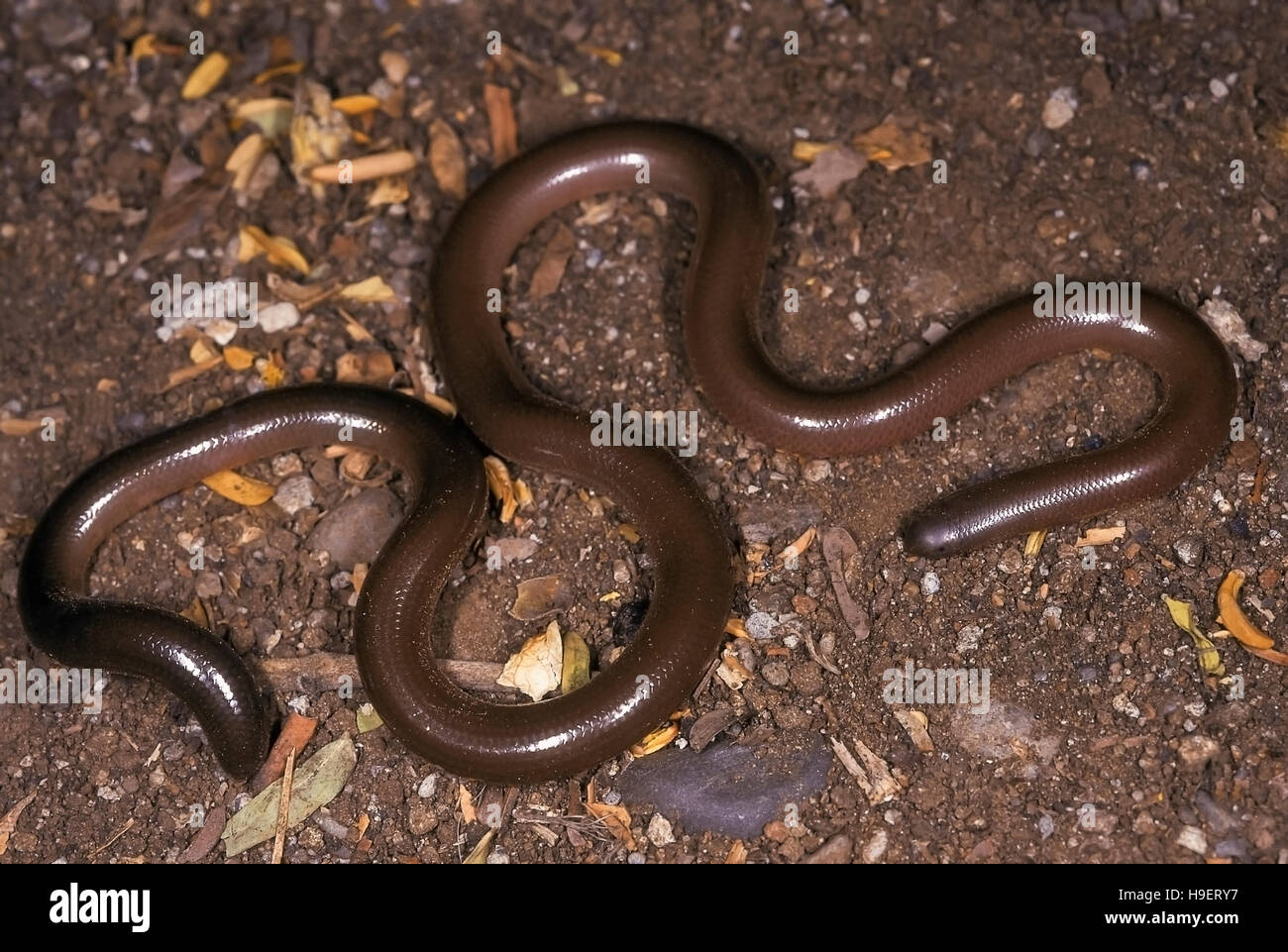 Rhinotyphlops Acutus Schnabel Wurm Schlange. GESAMTE. Nicht giftig. Fotografiert in der Nähe von Pune (Poona =), Maharashtra, Indien. Stockfoto