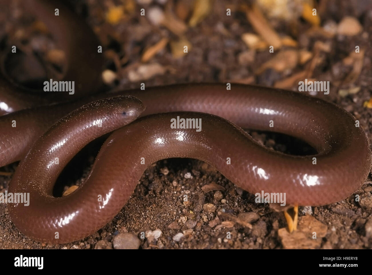 Rhinotyphlops Acutus Schnabel Wurm Schlange. HAUTNAH. Zeigt Kopf, Auge und Schnabel. Nicht giftig. Fotografiert in der Nähe von Pune (Poona =), Maharashtra, Indien. Stockfoto