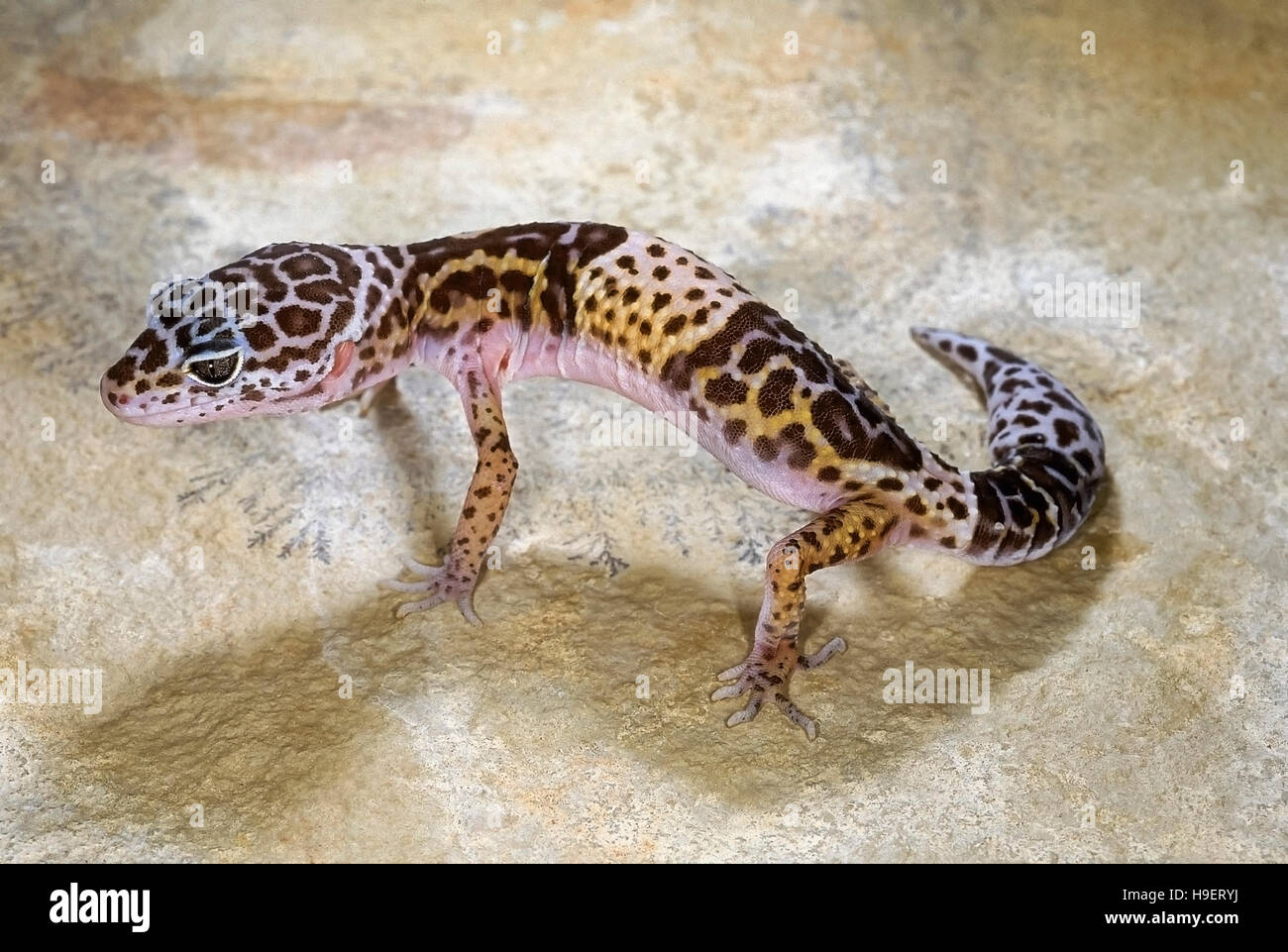 WESTERN INDIAN LEOPARDGECKO Eublepharis Fuscus Erwachsener, weibliche von in der Nähe von Jejuri, Maharashtra, Indien. Lebt in trockenen Gestrüpp und felsige Gebiete. Stockfoto