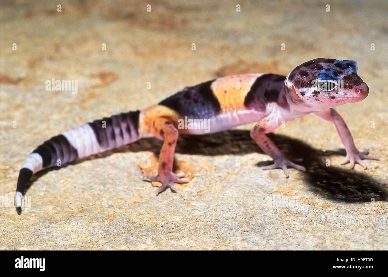 WESTERN INDIAN LEOPARDGECKO Eublepharis Fuscus JUVENILE von in der Nähe von Jejuri, Maharashtra, Indien. Lebt in trockenen Gestrüpp und felsige Gebiete. Ernährt sich von Insekten Stockfoto