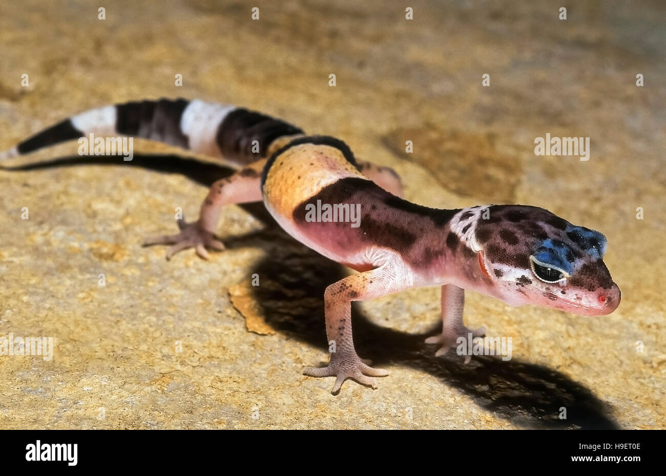 WESTERN INDIAN LEOPARDGECKO Eublepharis Fuscus JUVENILE von in der Nähe von Jejuri, Maharashtra, Indien. Lebt in trockenen Gestrüpp und felsige Gebiete. Stockfoto