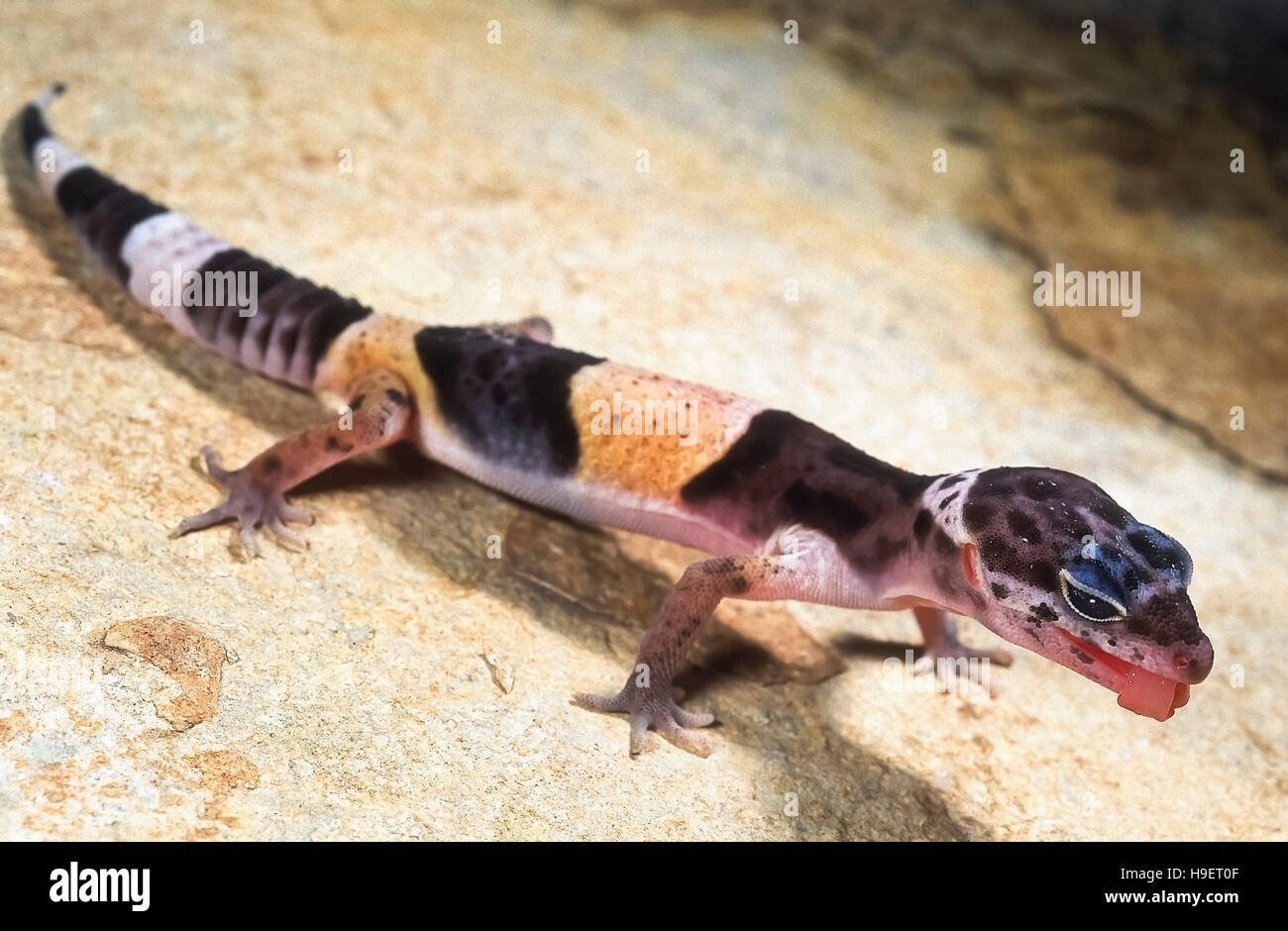 WESTERN INDIAN LEOPARDGECKO Eublepharis Fuscus JUVENILE von in der Nähe von Jejuri, Maharashtra, Indien. Lebt in trockenen Gestrüpp und felsige Gebiete. Ernährt sich von Insekten Stockfoto