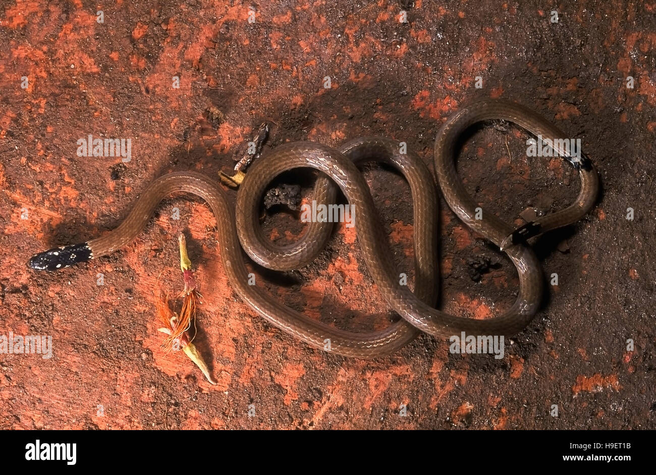 Schlanke KORALLENSCHLANGE Calliophis Melanurus. Exemplar aus der Nähe von Mumbai (Bombay), Maharashtra, Indien. Giftig. Selten verfügbar Stockfoto