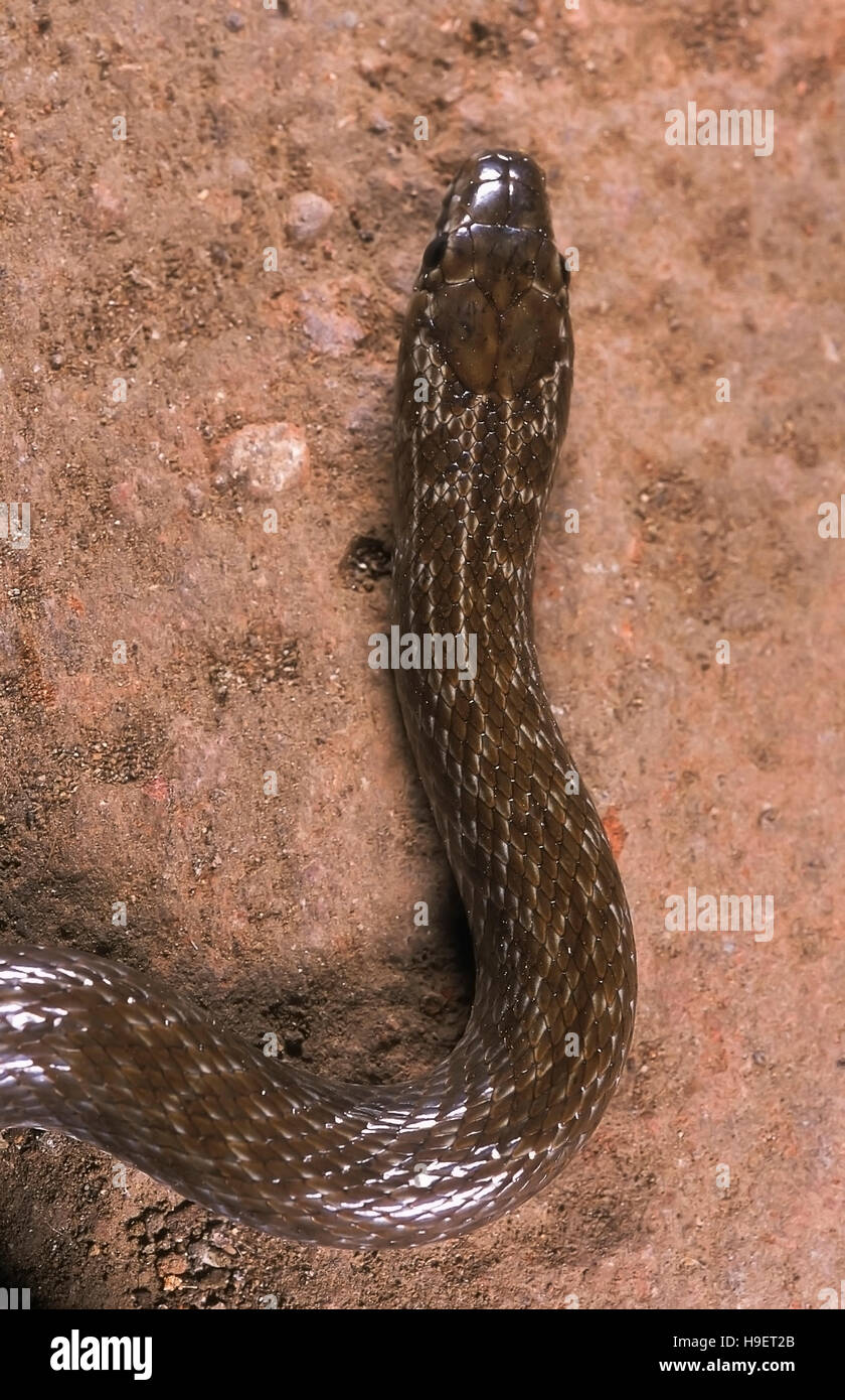 INDISCHE glatte Schlange Coronella Brachyura. Dorsalansicht Kopf. Exemplar aus Maharashtra, Indien. Stockfoto