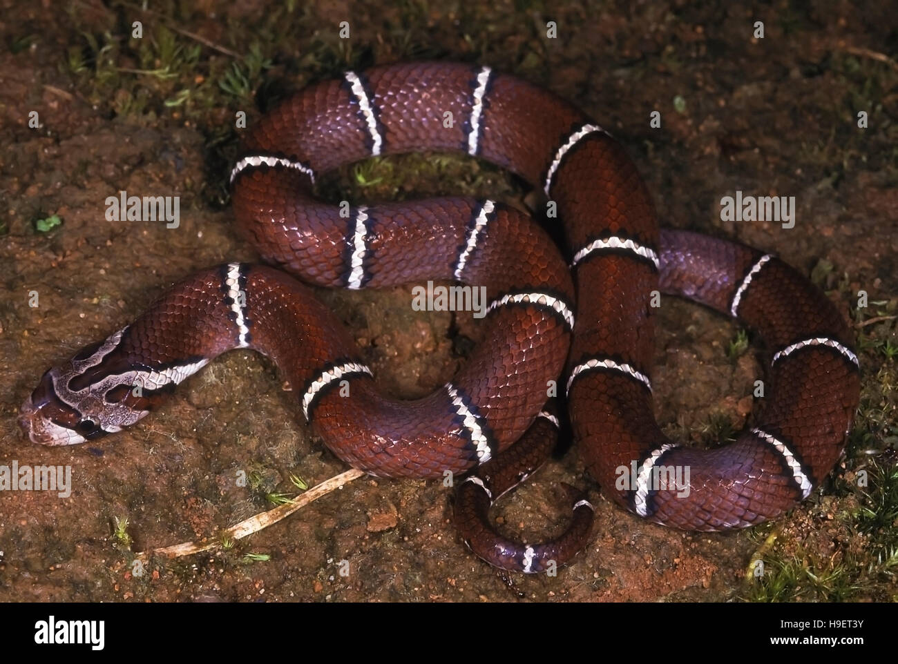 LADDERBACKED KUKRI Schlange Oligodon Albocinctus. Juvenile von